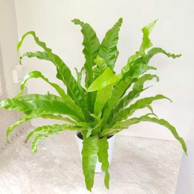 Asplenium Nidus 14.5 cm pot