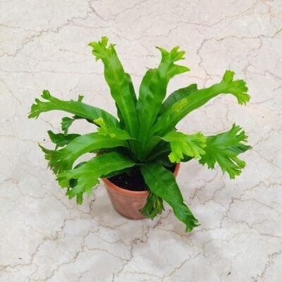 Asplenium 20 cm pot
