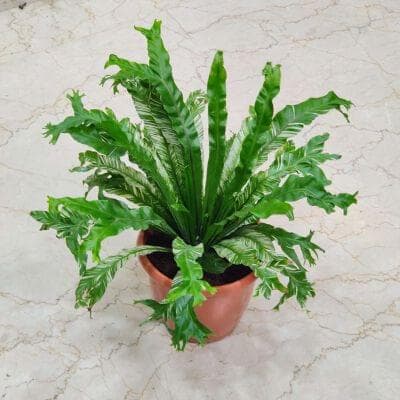 Asplenium 20 cm pot