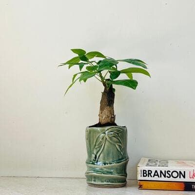 Pachira in Glazed Bamboo - Node Pot