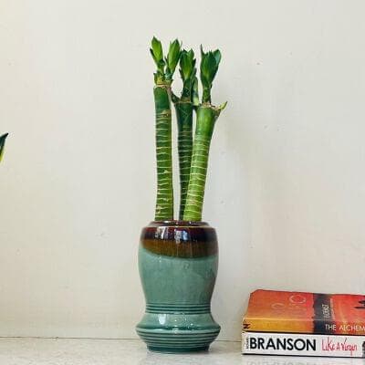 Lotus Bamboo In Ceramic Pot