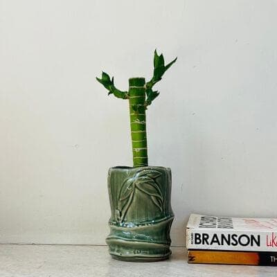 Lucky Bamboo in Glazed Bamboo - Node Pot