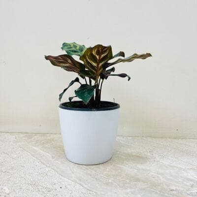 Calathea Makoyana Plant With Plastic Pot