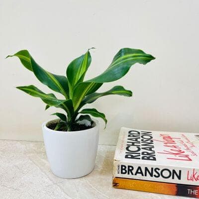 Dracena Plant With Plastic Pot
