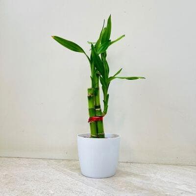 Lucky Bamboo In Plastic Pot