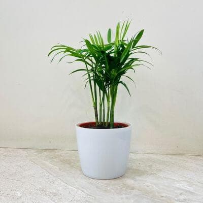 Bamboo Palm In Plastic Pot