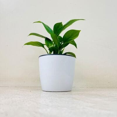 Peaclily Plant With Plastic Pot