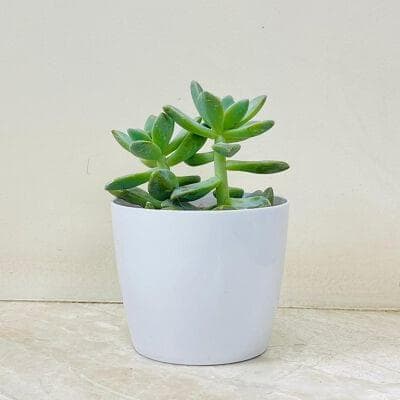 Graptopetalum Succulent In Plastic Pot