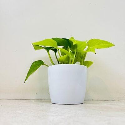 Golden Money Plant In Plastic Pot