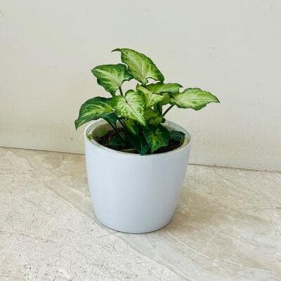 Syngonium Plant With Plastic Pot