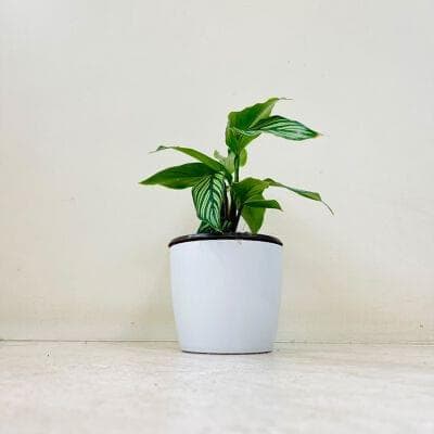 Calathea Vittata Plant With Pastic Pot Edition