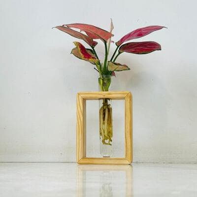 Wooden Frame Water Vase with Red Aglaonema