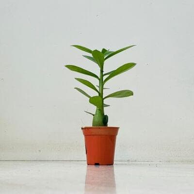 Adenium Plant