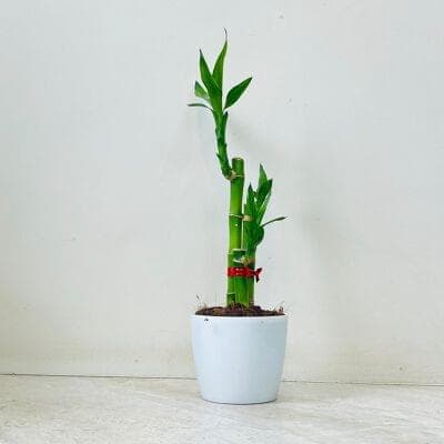 Lucky Bambo Plant In Plastic Pot Desk