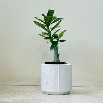 Adenium Plant In Ceramic Pot