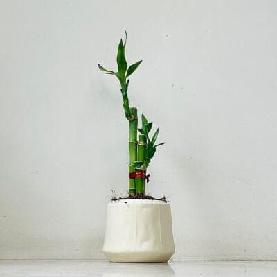 Lucky Bambo Plant Ceramic Pot