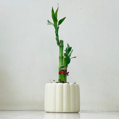Lucky Bambo Plant In Ceramic Pot