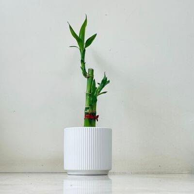 Lucky Bambo Plant In Ceramic Pot