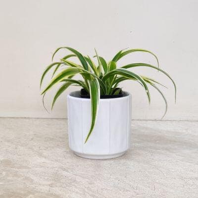 Chlorophytum Plant In White Ceramic Pot