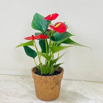Anthurium Red Plant In Coir Pot