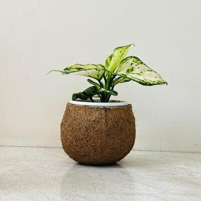 Aglaonema Super White Plant In Coir Pot