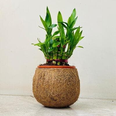 Lucky Bambo Plant In Coir Pot