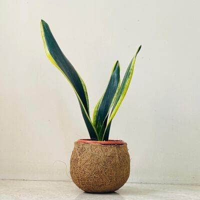Snake Plant In Coir Pot