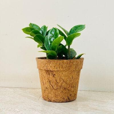 Zamia Plant In Coir Pot