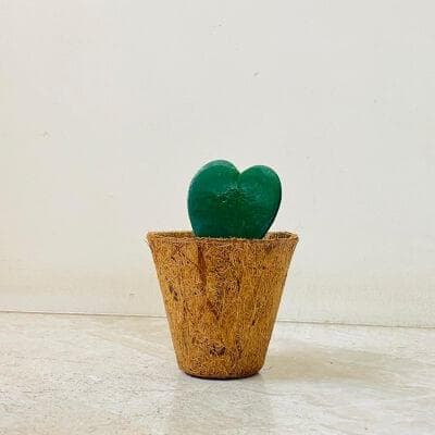 Hoya Heart In Coir Pot