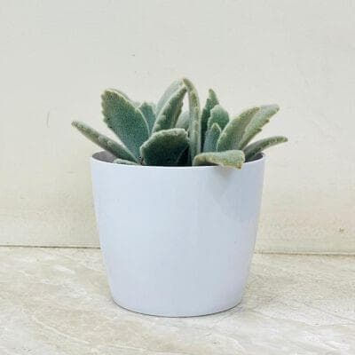 Kalanchoe Succulent In Plastic Pot