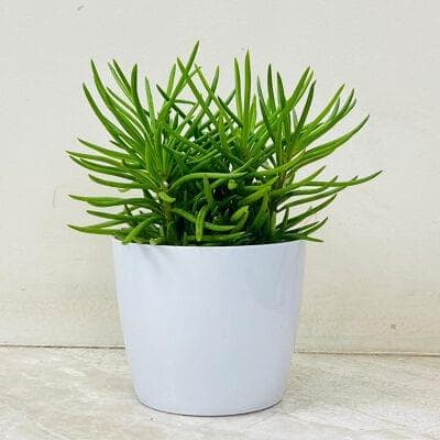 Senecio Succulent In Plastic Pot