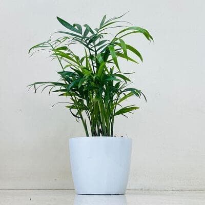 Bamboo Plam In Plastic Pot