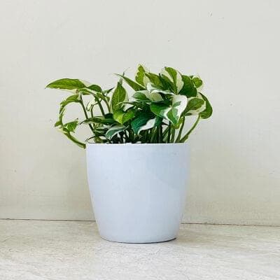 Scindapsus N'Joy Plant In Plastic Pot
