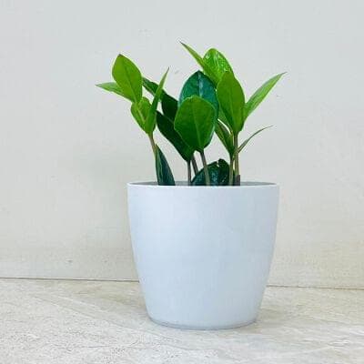 Zamia Plant In Plastic Pot