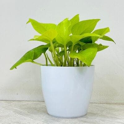 Golden Money Plant In Ceramic Pot