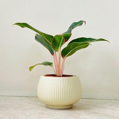 Aglaonema Grenn Lipstick Plant In Ceramic Pot