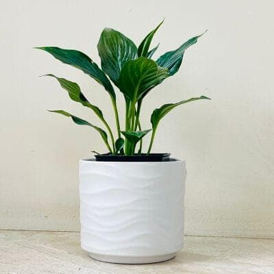 Peaclily Plant In Ceramic Pot