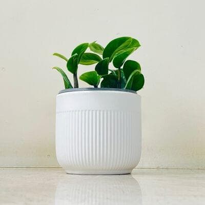 Zamia Zenzii Plant In Ceramic Pot