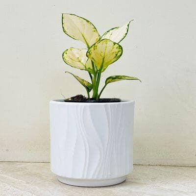 Aglaonema Super White Plant In White Pot