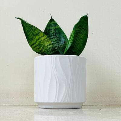Snake Plant In Ceramic Pot