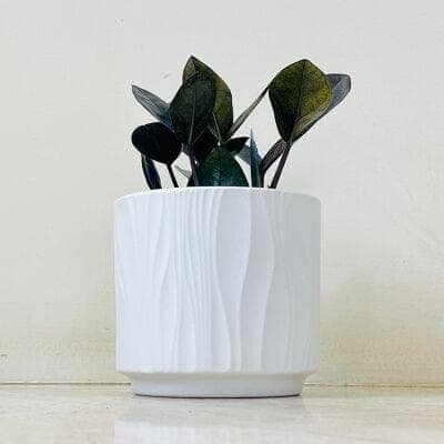 Zamia Black Plant In Ceramic Pot