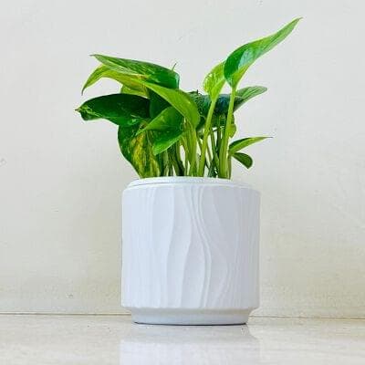 Varigated Money Plant In White Ceramic Pot