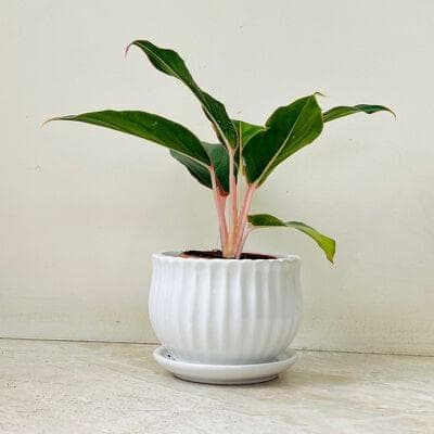 Aglaonema Green Lipstick Plant In Ceramic Pot
