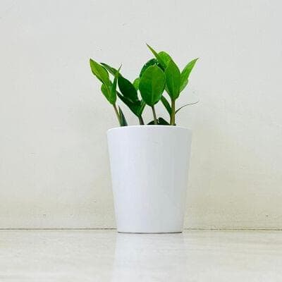 Zamioculcas Zamifolia Plant In Ceramic Pot