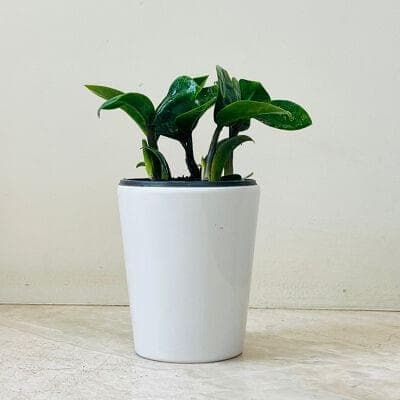 Zamia Zenzii Plant In Ceramic Pot Edition