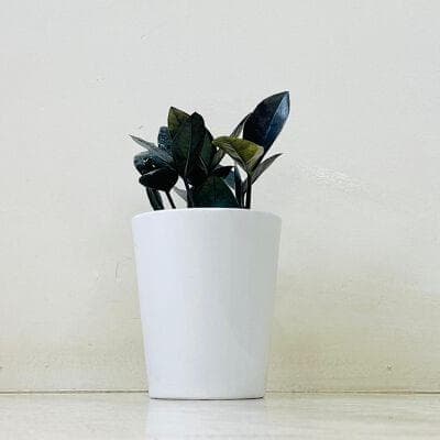 Zamia Black (Raven ) Plant In Ceramic Pot