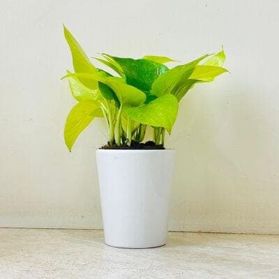Golden Money Plant In Ceramic Pot