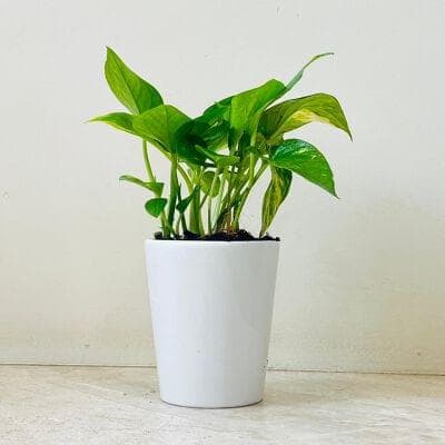 Varigated Money In Ceramic Pot