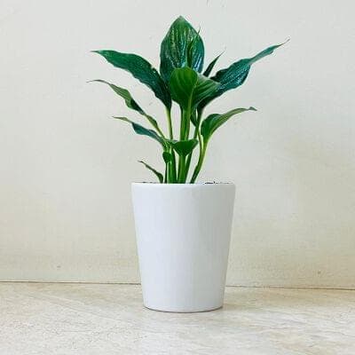 Peaclily Plant In Ceramic Pot Edition