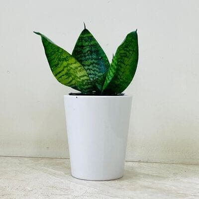 Snake Plant In Ceramic Pot